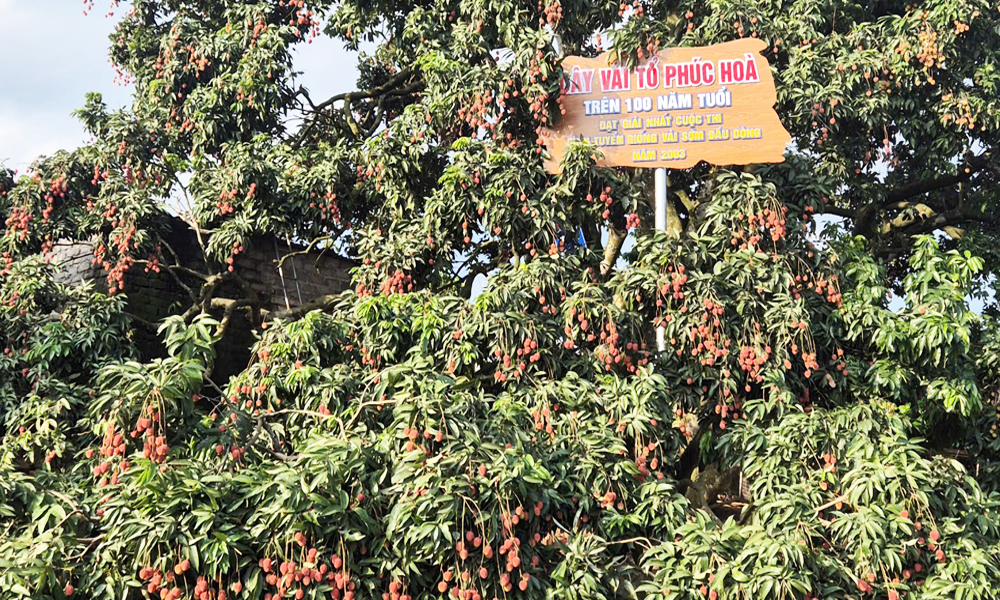 Unique century-old lychee in Bac Ninh